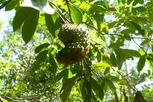 dragonfruit
